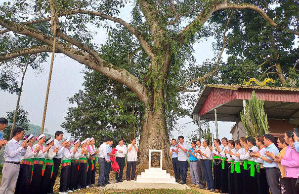 4[-]cây[-]cổ[-]thụ[-]tại[-]xã[-]Văn[-]Miếu,[-]huyện[-]Thanh[-]Sơn[-](Phú[-]Thọ)[-]là[-]Cây[-]Di[-]sản[-]Việt[-]Nam